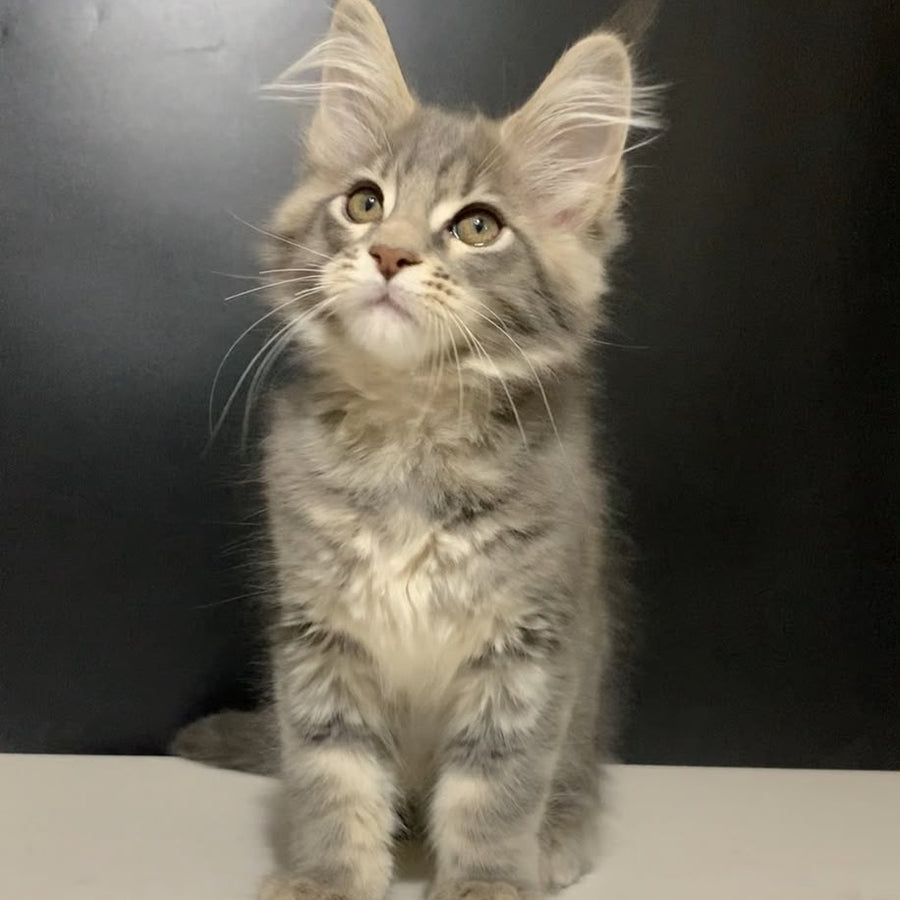 Silver Blue Ragdoll Virginia Maine Coon female, blue tabby – HappyPawsUS