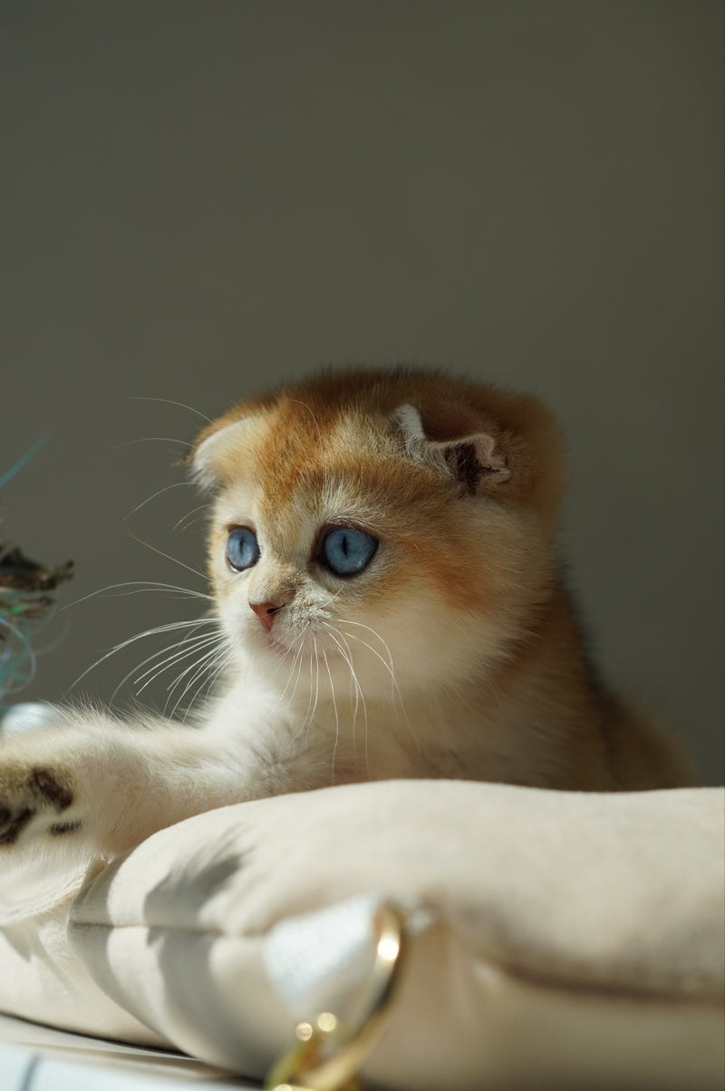 Queenie Scottish Fold female, black golden shaded with white