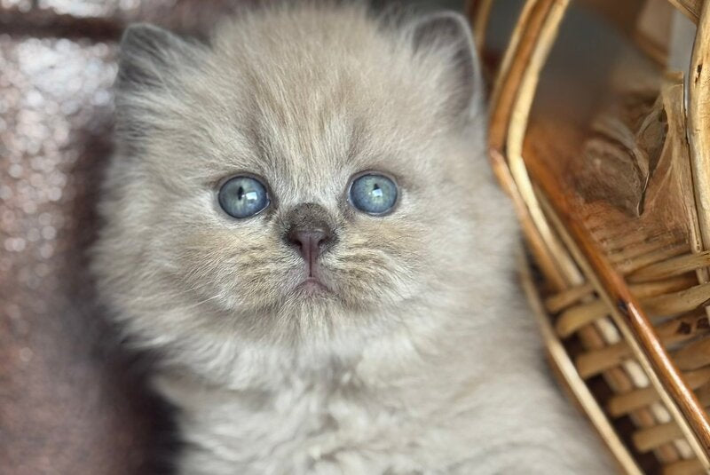 Timur Scottish Straight male, blue pointed
