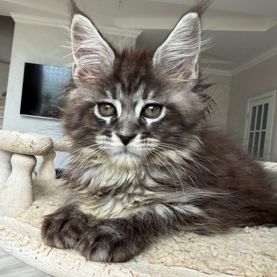Ornela Maine Coon female, black silver tabby