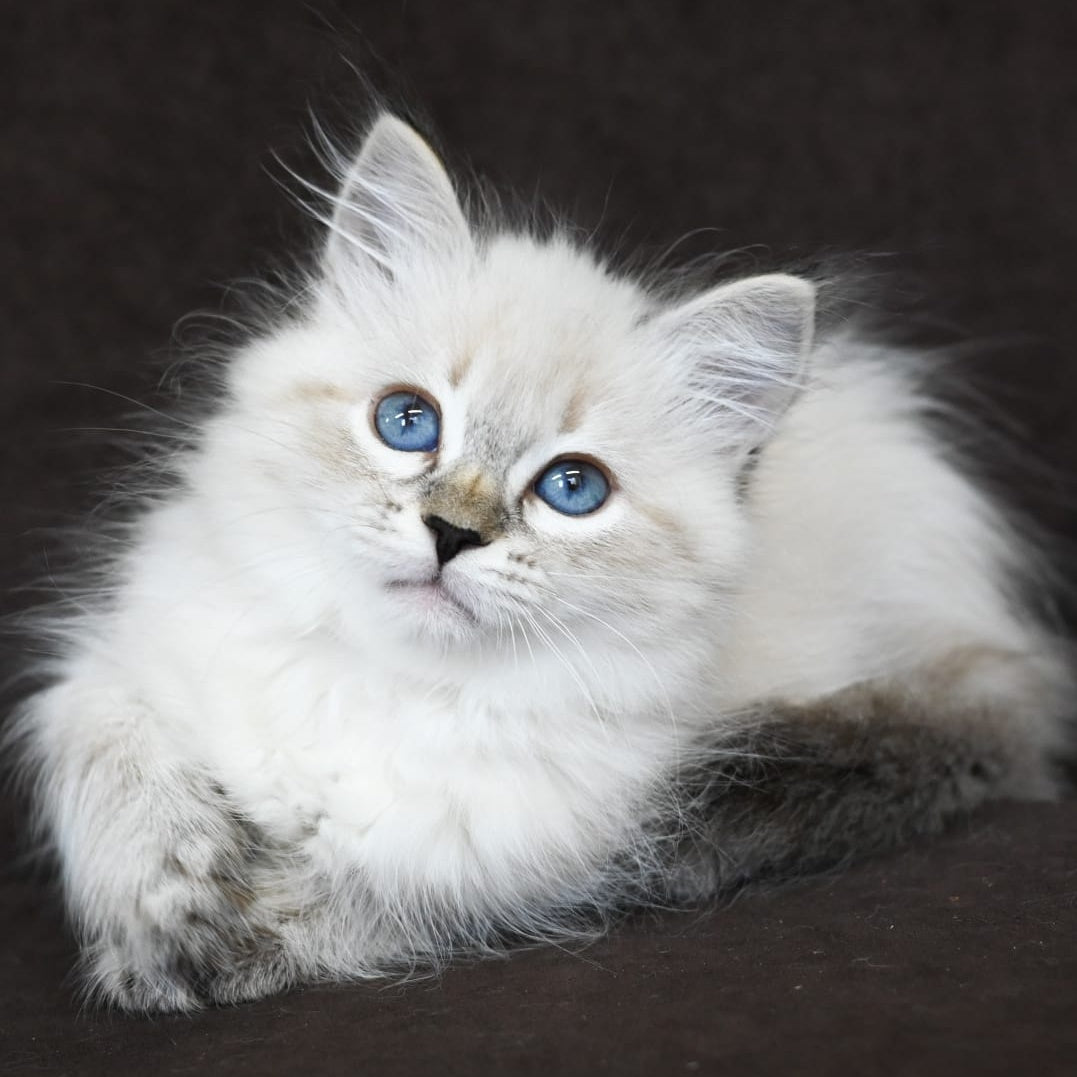 Kurt Siberian male, seal tabby pointed