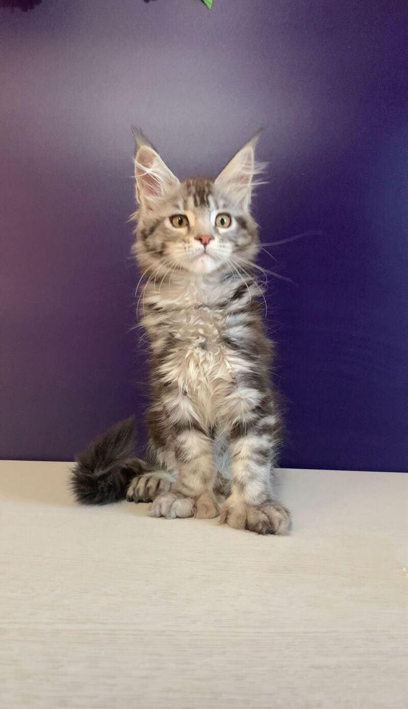 Oregona Maine Coon polydactyl female, black silver tabby