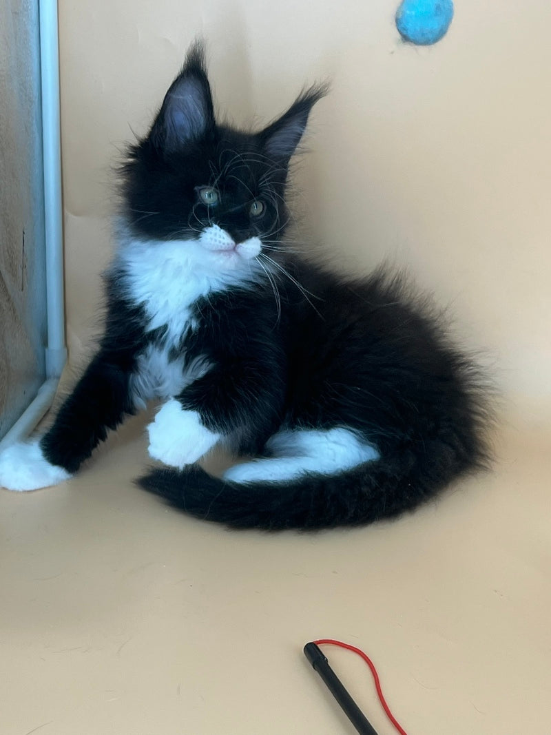 Betmann Maine Coon male, black bicolour