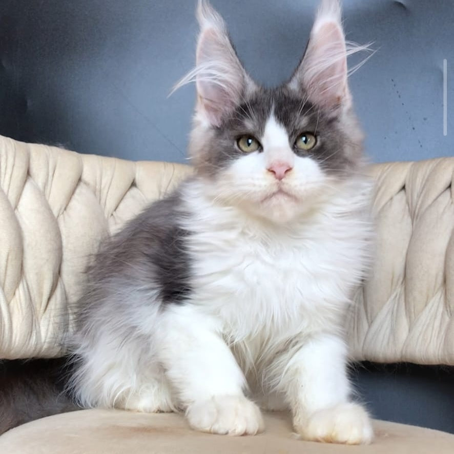 Casanova Maine Coon male, black silver bicolour