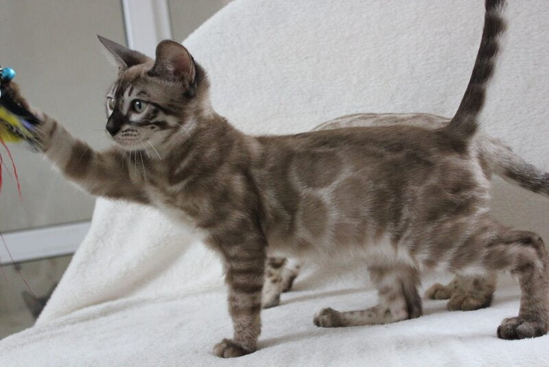 Vakula Bengal male, black amber spotted tabby pointed