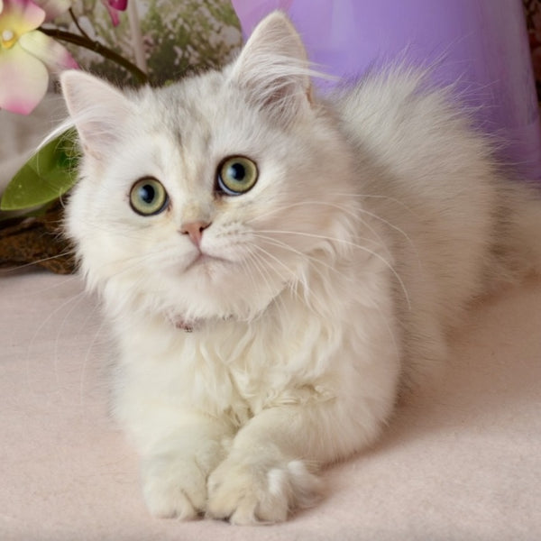 Ruby Scottish Straight female, black silver shaded