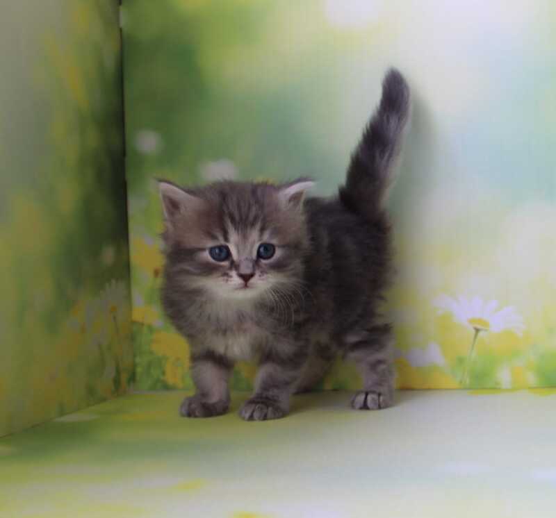 Konfetka Siberian female blue tortie tabby - live animals