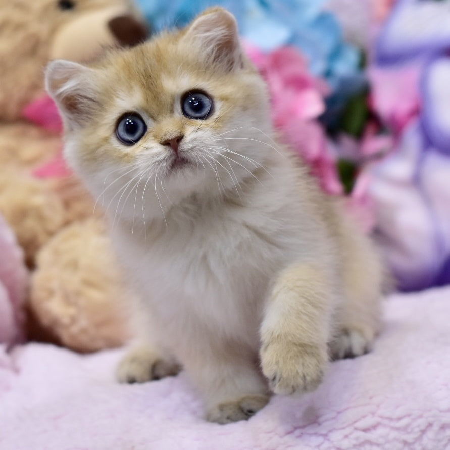 Gaby British Shorthair female, black golden shaded