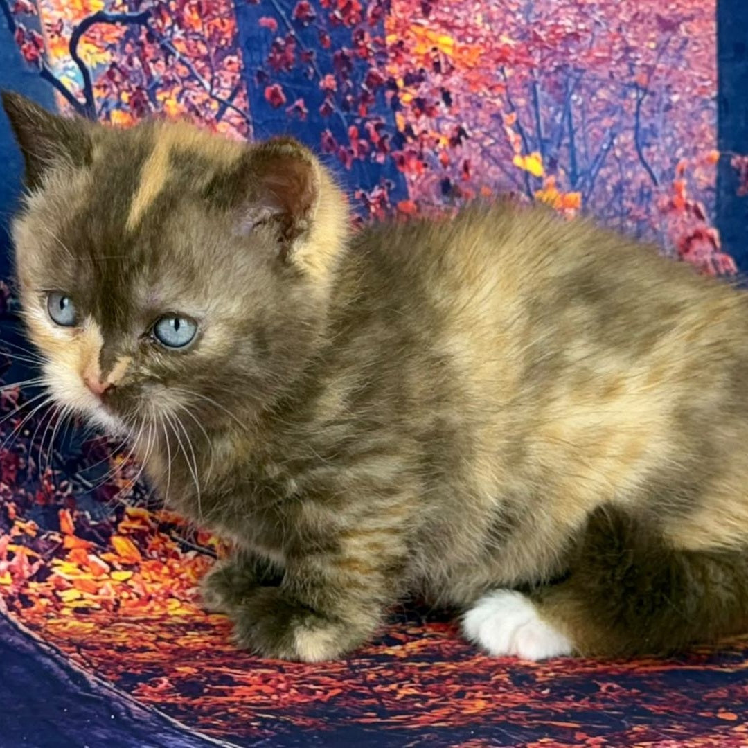 Jane Munchkin female, chocolate tortie bicolour