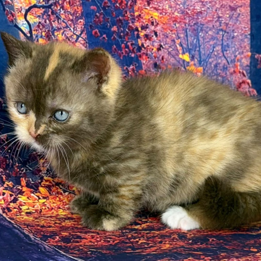 Jane Munchkin female, chocolate tortie bicolour