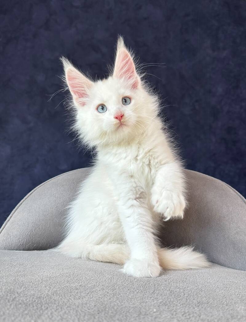 Gar Gar Maine Coon male, red silver with white