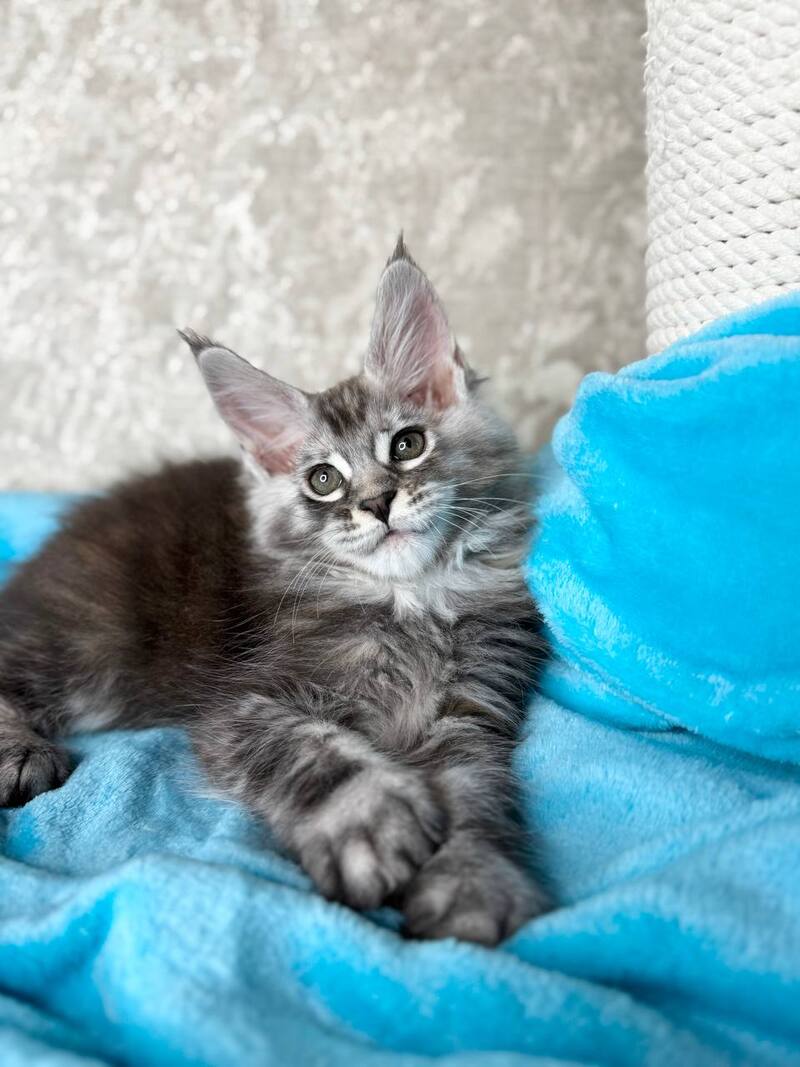 Zlata Maine Coon female, black silver ticked tabby