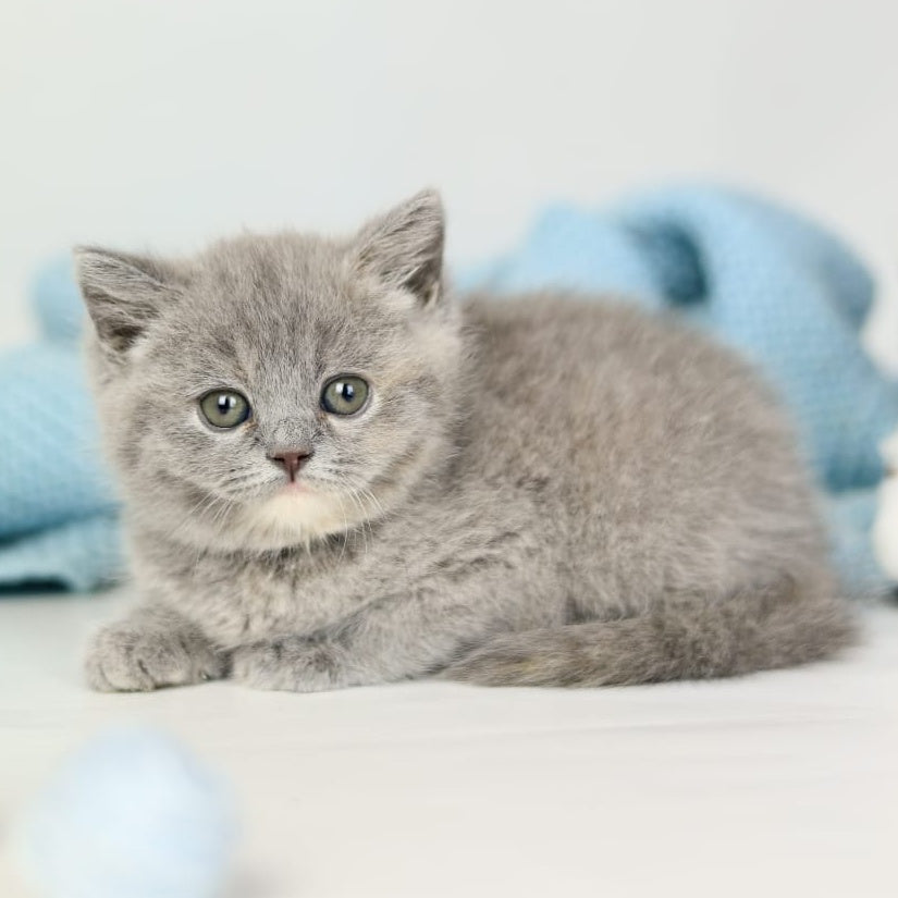Perseya British Shorthair female, blue tortie