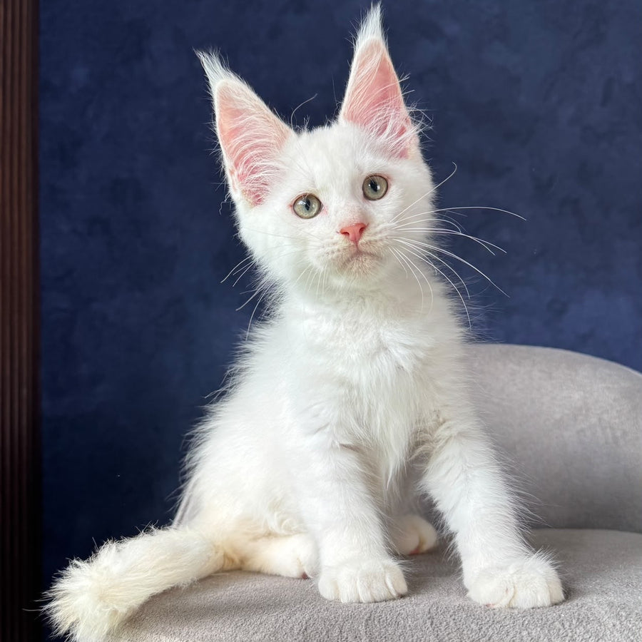 Pamir Maine Coon male, red silver shaded