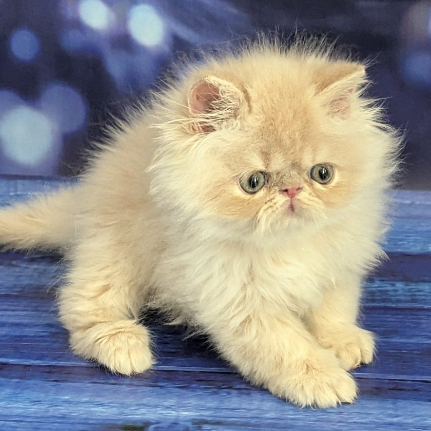 Timoti Persian male, cream tabby