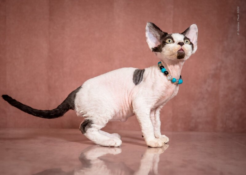 Luke Devon Rex male, black harlequin