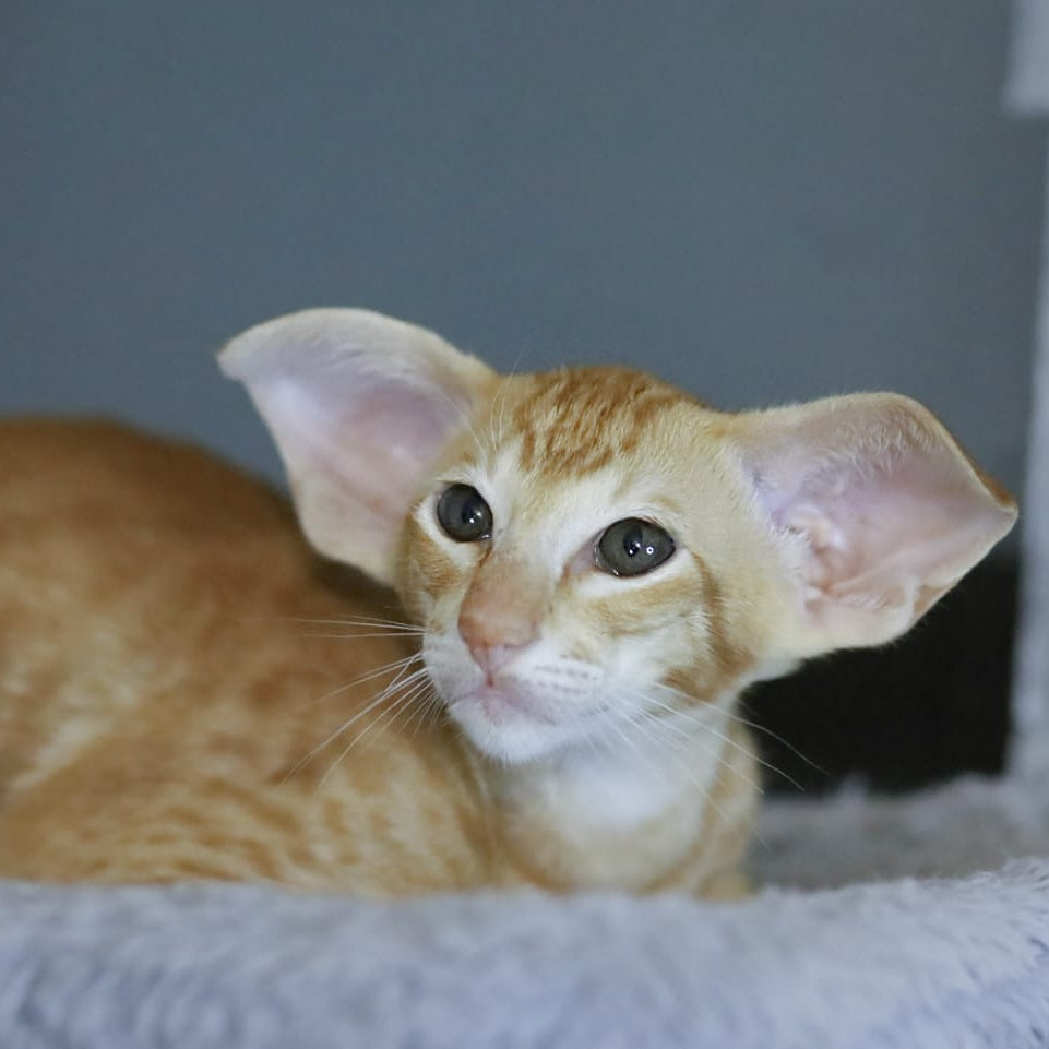 Pеpрer Oriental Shorthair male, red