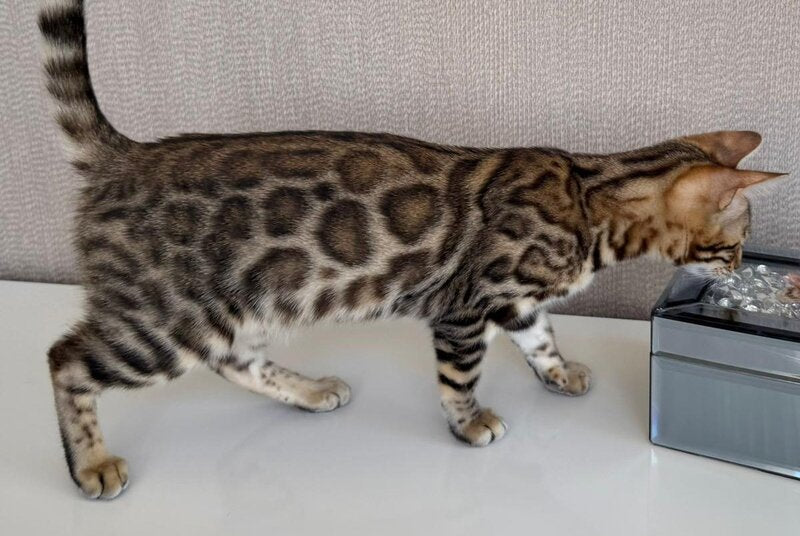 Elly Bengal female, black spotted tabby