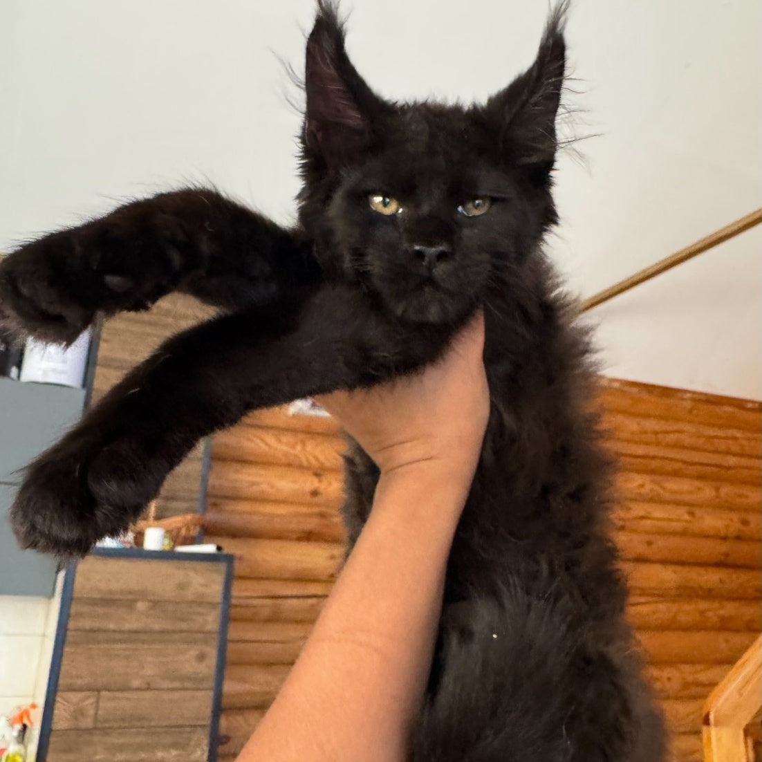 Hermes Maine Coon male, black silver