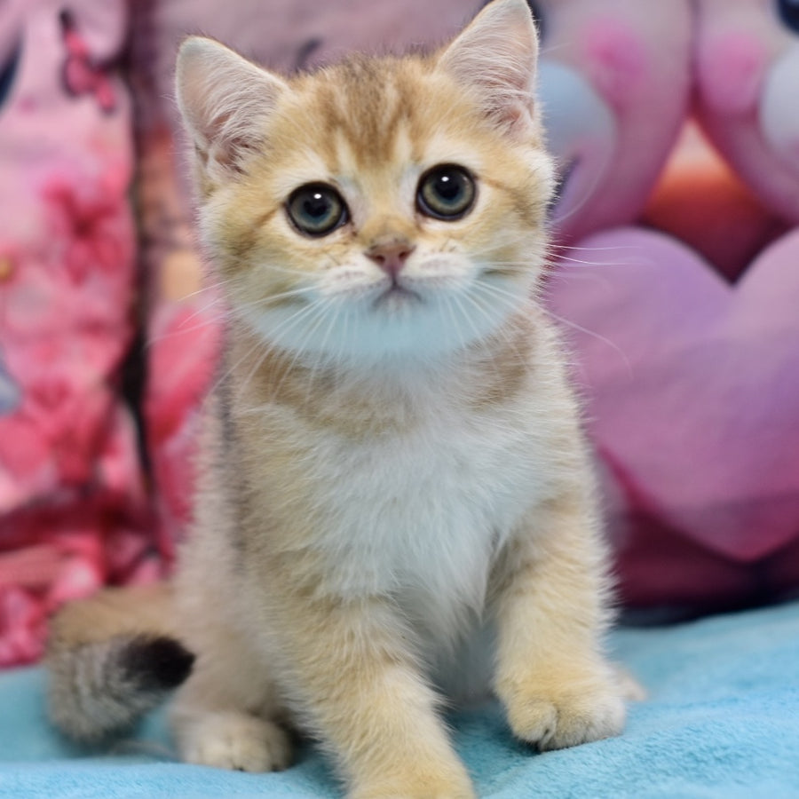 Finik British Shorthair female, black golden ticked tabby