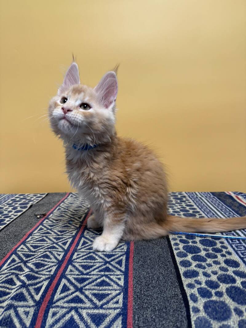 Jean Maine Coon male red silver ticked tabby with white live animals