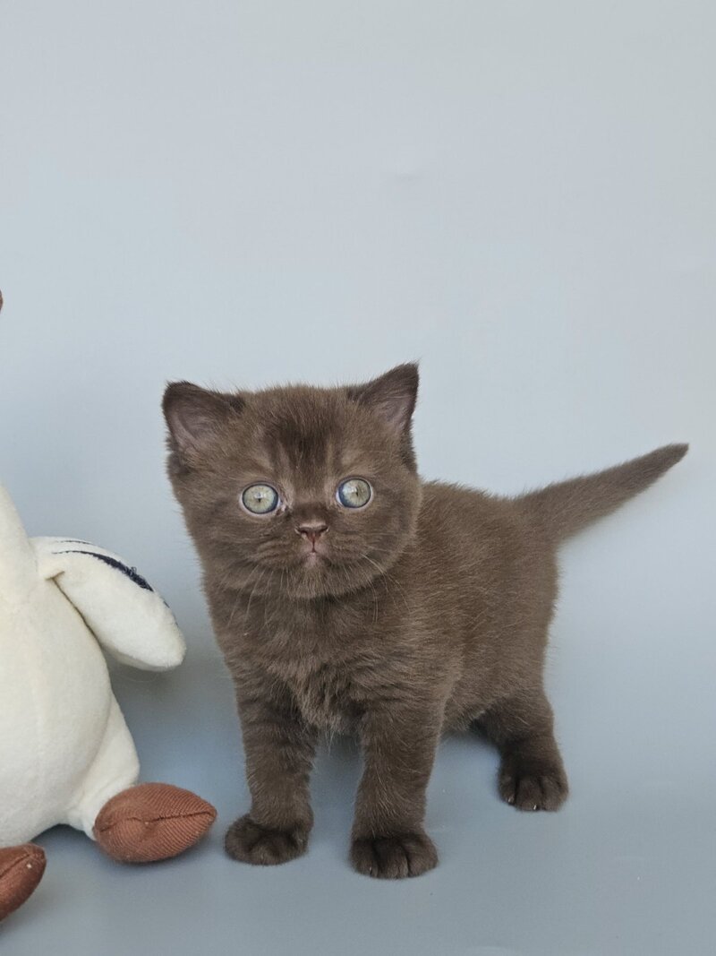 Ash British Shorthair female, chocolate