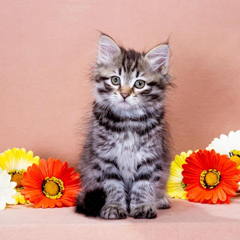 Dastin Siberian male black spotted tabby - live animals