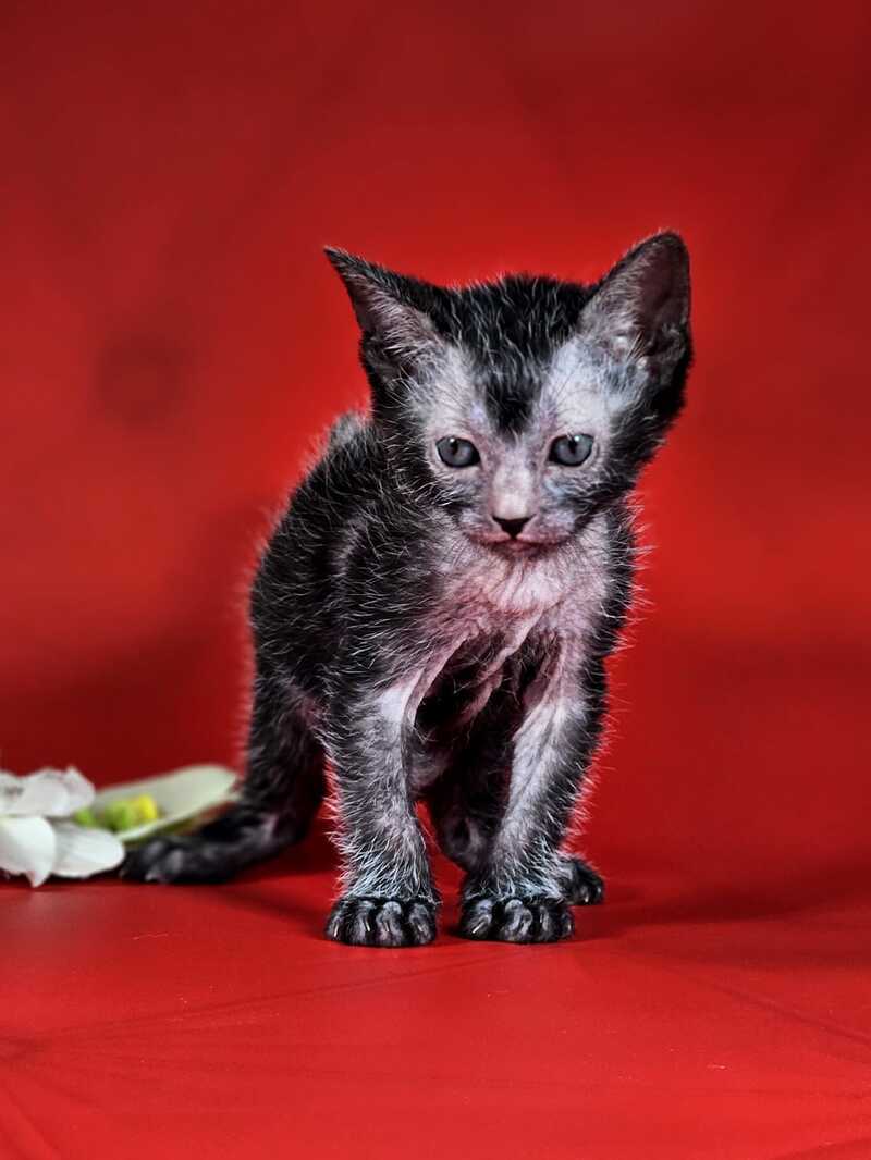 Clementine Lykoi female, black