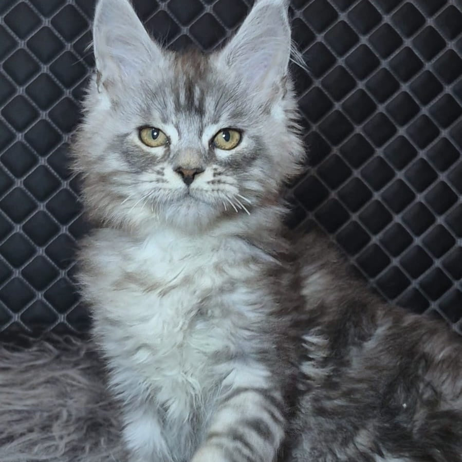 Bourbon Maine Coon polydactyl 5x5x5x5 male, black silver tabby
