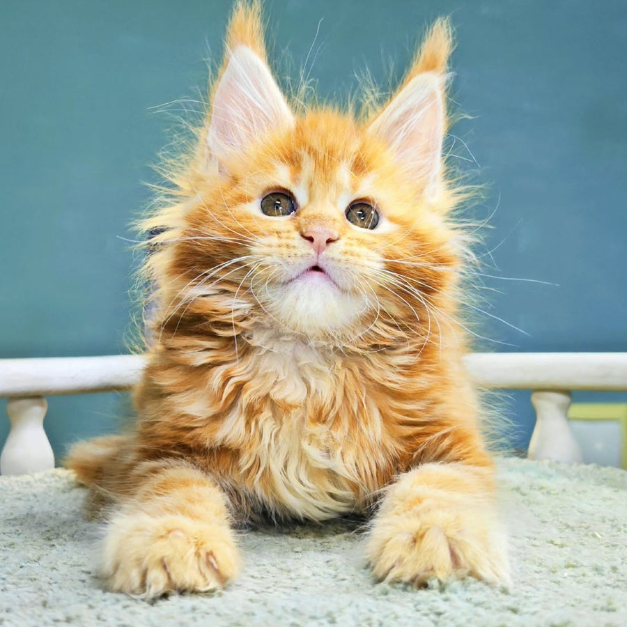 Izabel Maine Coon female, red tabby