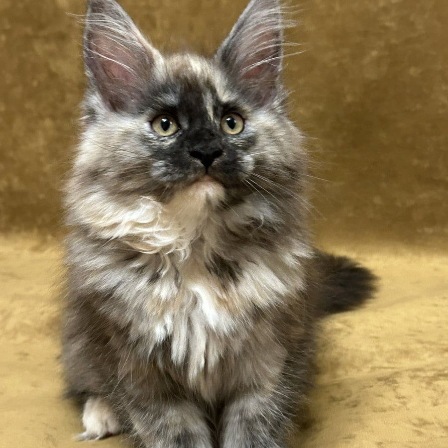 Roxy Maine Coon female, black tortie silver
