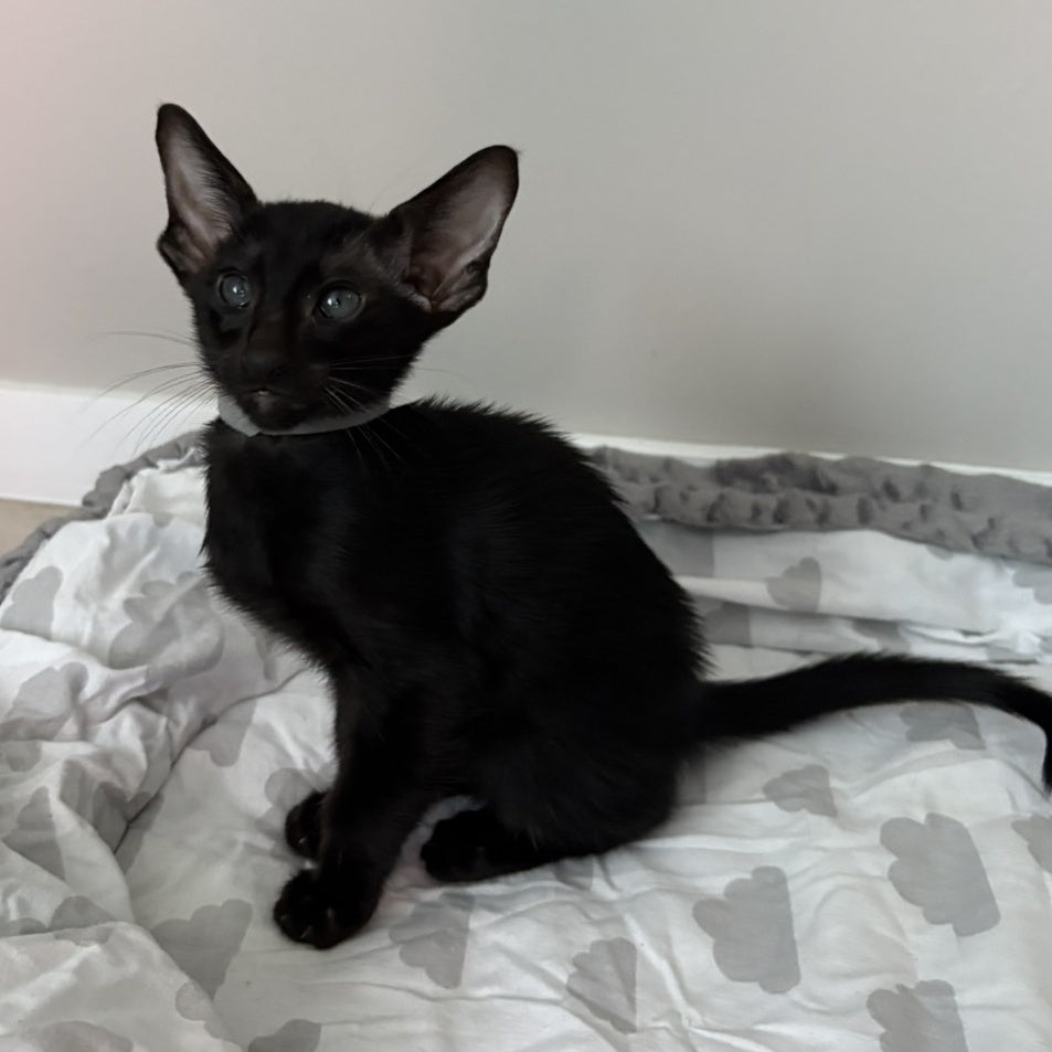 Dallas Oriental Shorthair male, black