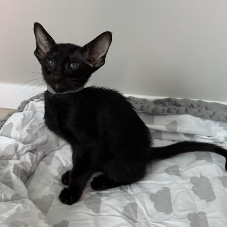 Dallas Oriental Shorthair male, black