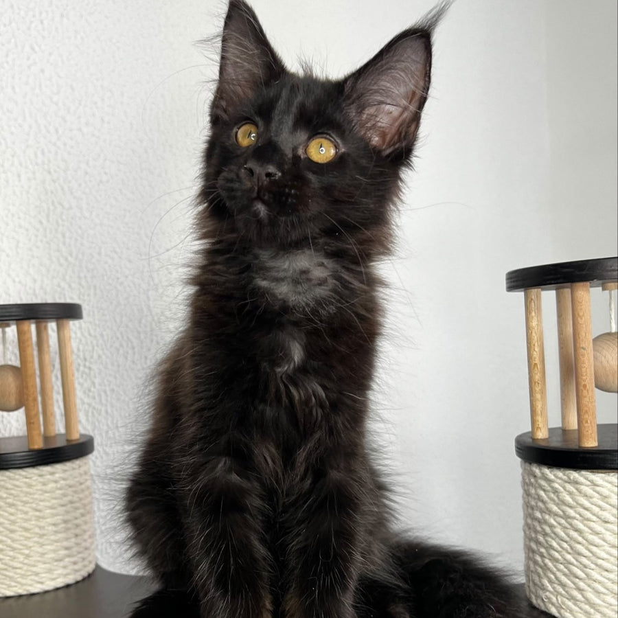 Baloo Maine Coon male, black