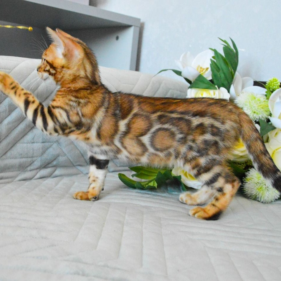 Odysseus Bengal male, black spotted tabby