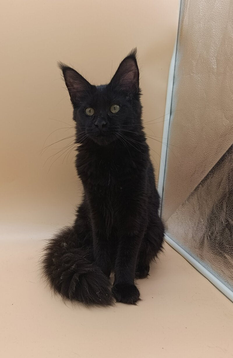 Iris Maine Coon female black silver - live animals