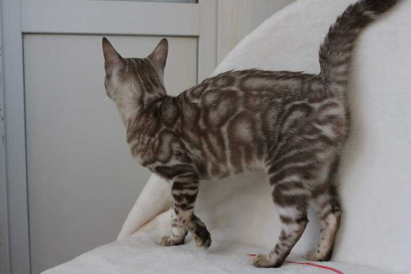 Tamila Bengal female, black spotted tabby pointed