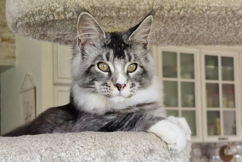 Barbariska Maine Coon female, black silver ticked tabby with white