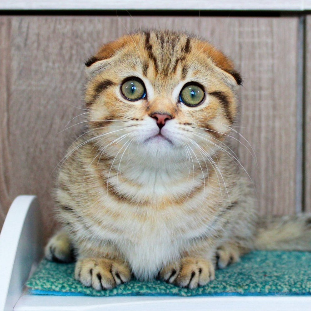 Marcus Munchkin male, chocolate golden spotted tabby