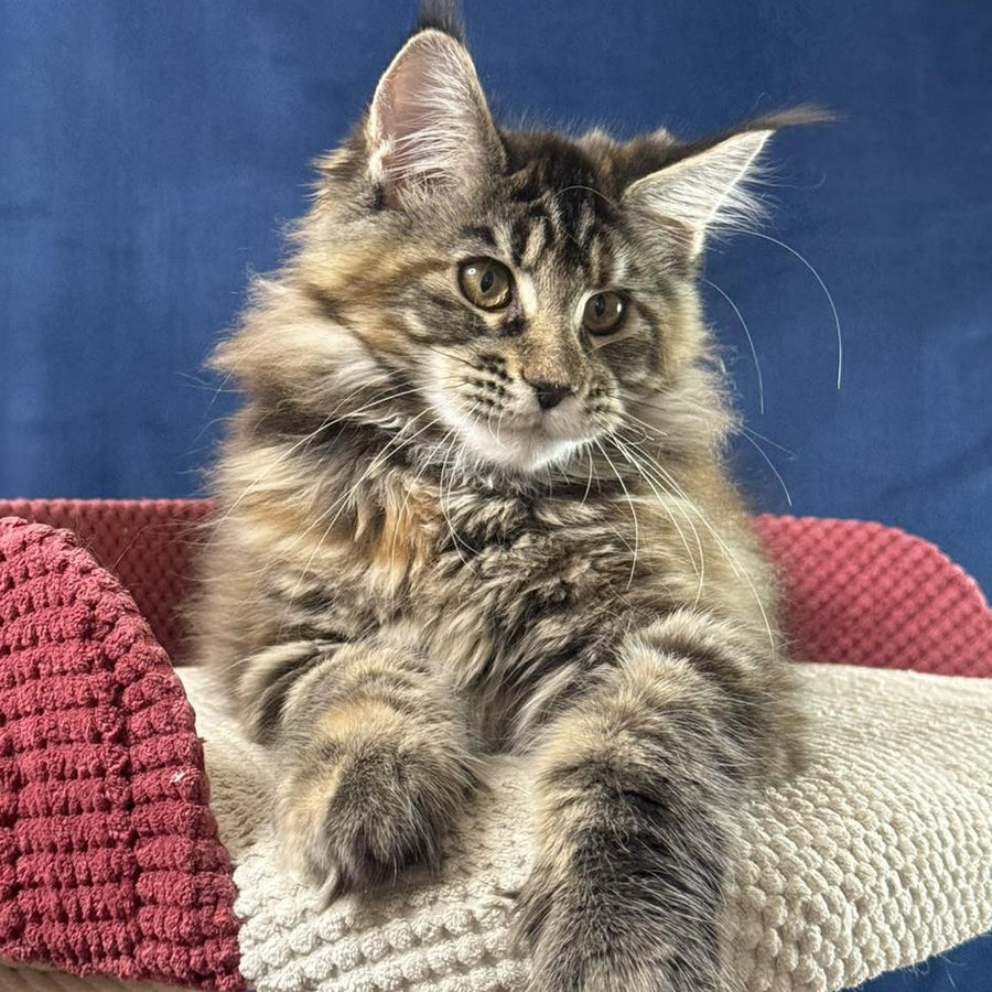 Calina Maine Coon female, black tortie tabby