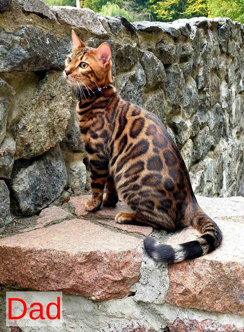 Justin Bengal male, black spotted tabby