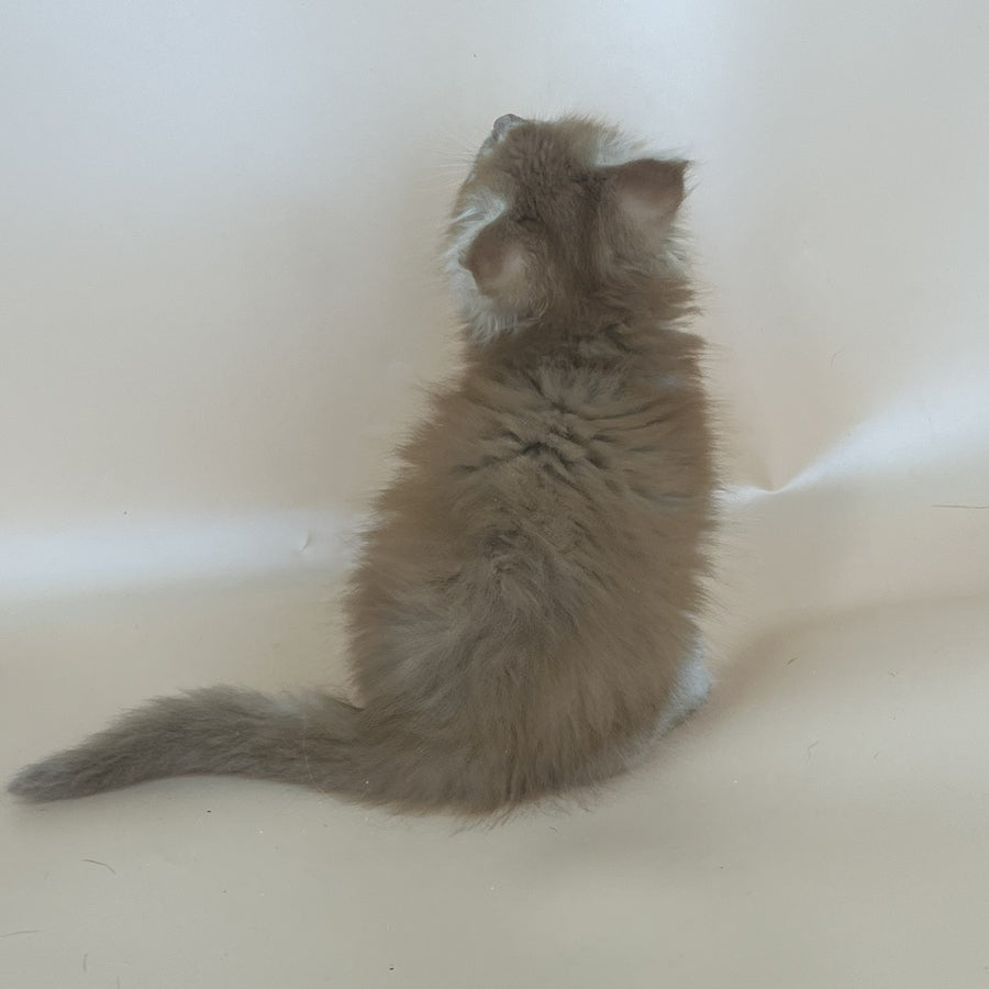 Brandon Maine Coon male, red tabby