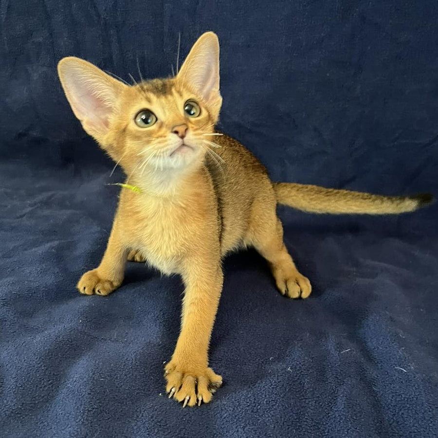 Flora Abyssinian female, black
