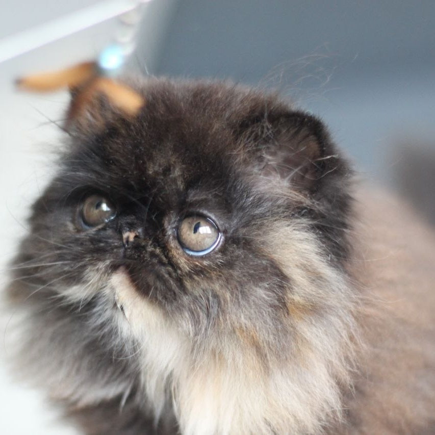 Cintia Persian female, black tortie