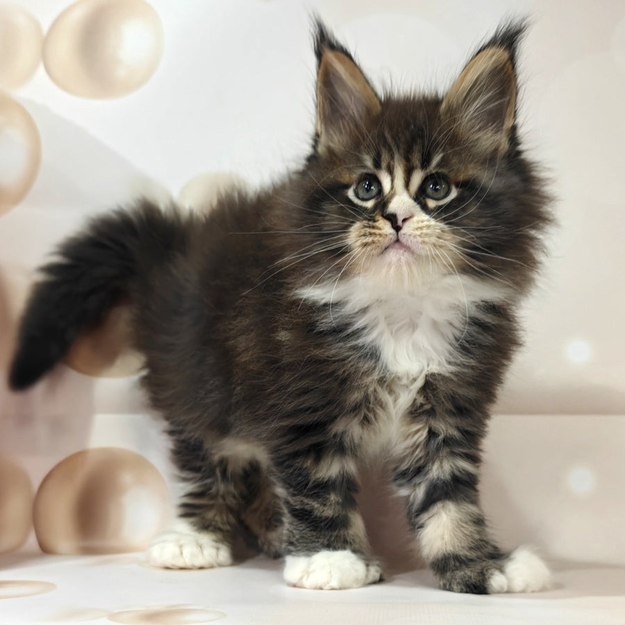 Cosmos Maine Coon polydactyl 6x6x6x6 male, black tabby with white