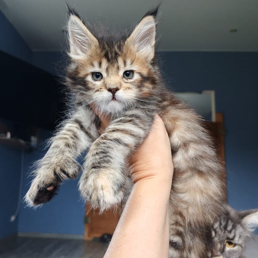 Sara Maine Coon polydactyl 7x7x6x6 female, black tortie spotted tabby