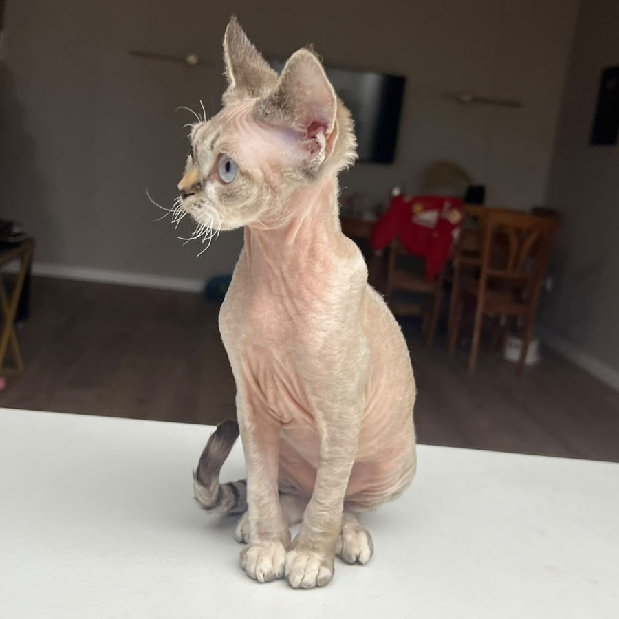 Sugar Devon Rex female, black tortie tabby pointed