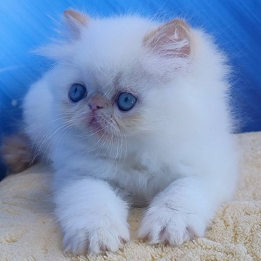 Eddie Persian male, red pointed