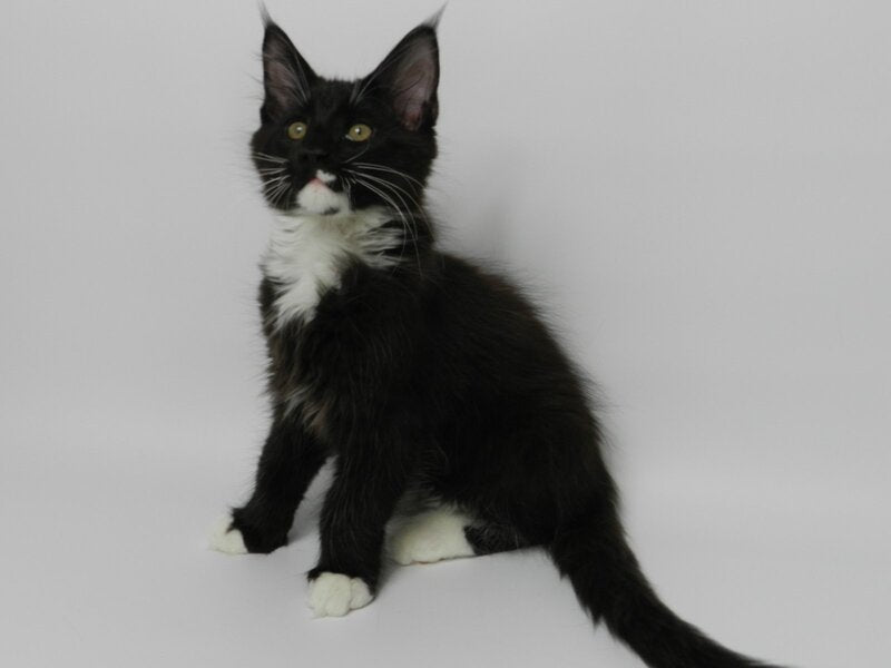 Diego Maine Coon male, black bicolour