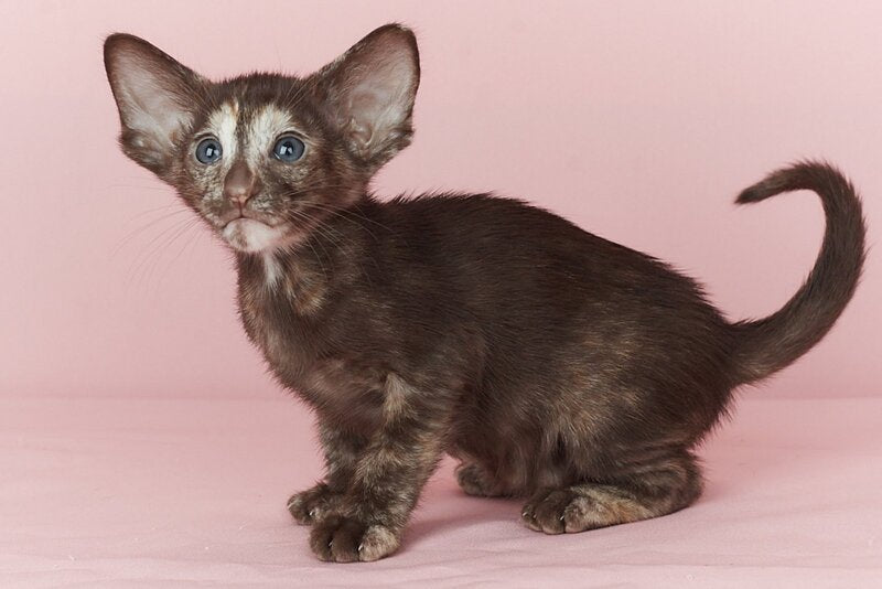 Queen Oriental Shorthair female chocolate tortie - live animals